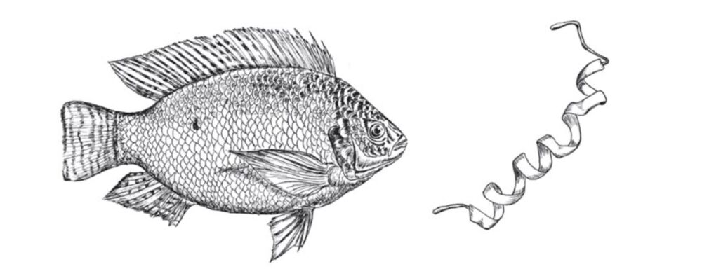 Protein Drawing Fish Proteins: the Invisible Art and Force Behind Every Living Thing ...