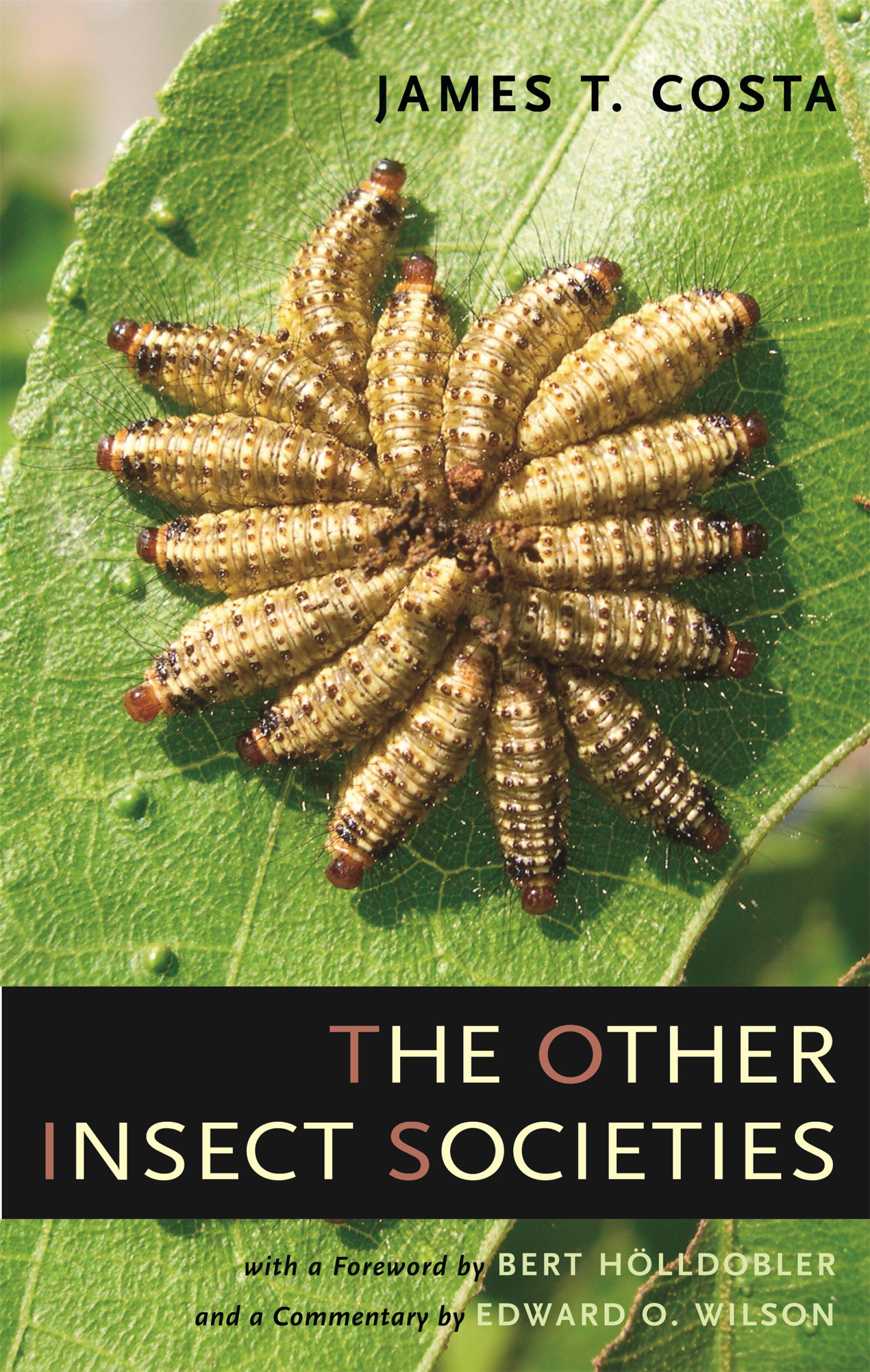 The Other Insect Societies — Harvard University Press