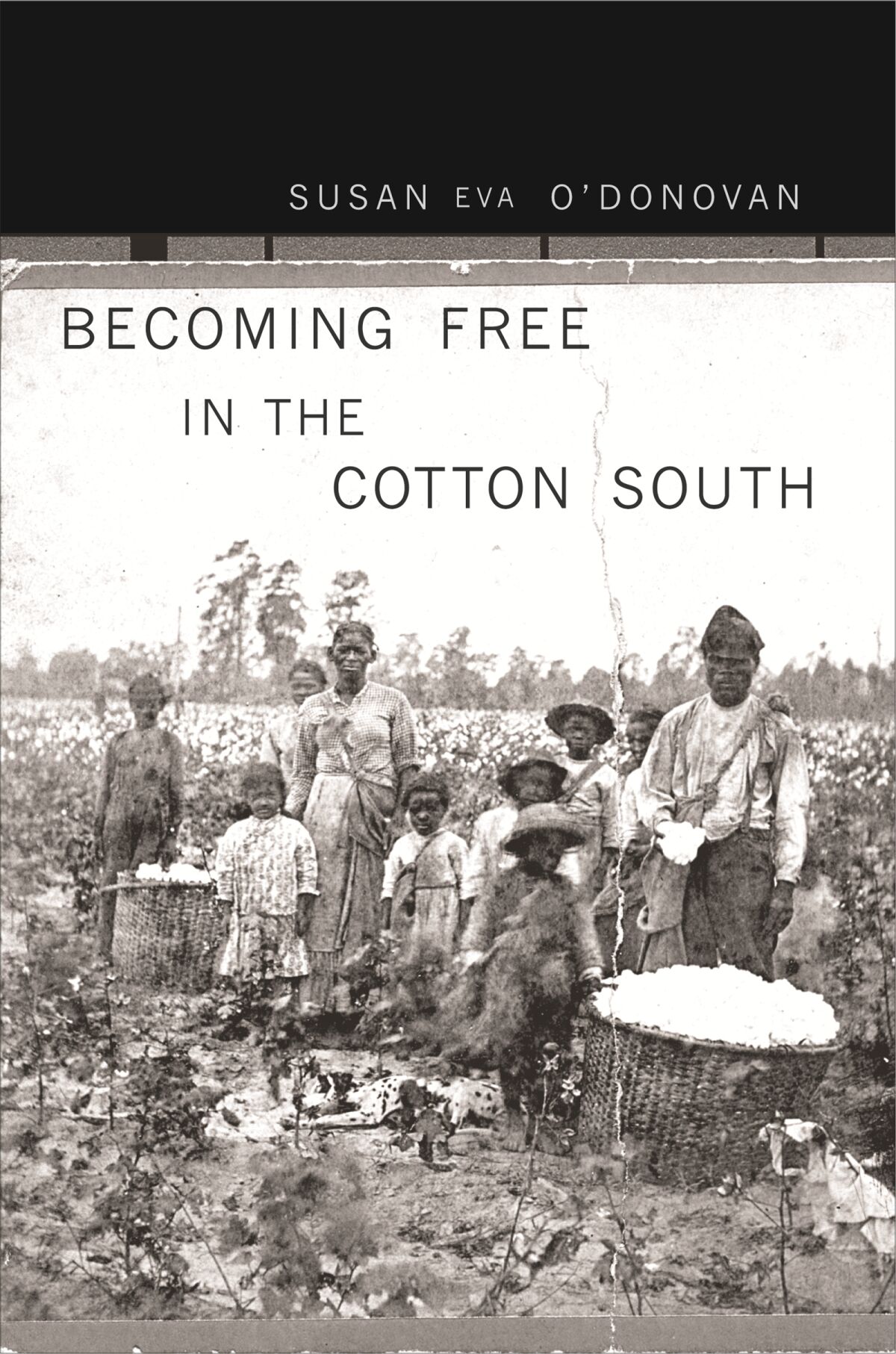 Becoming Free in the Cotton South — Harvard University Press