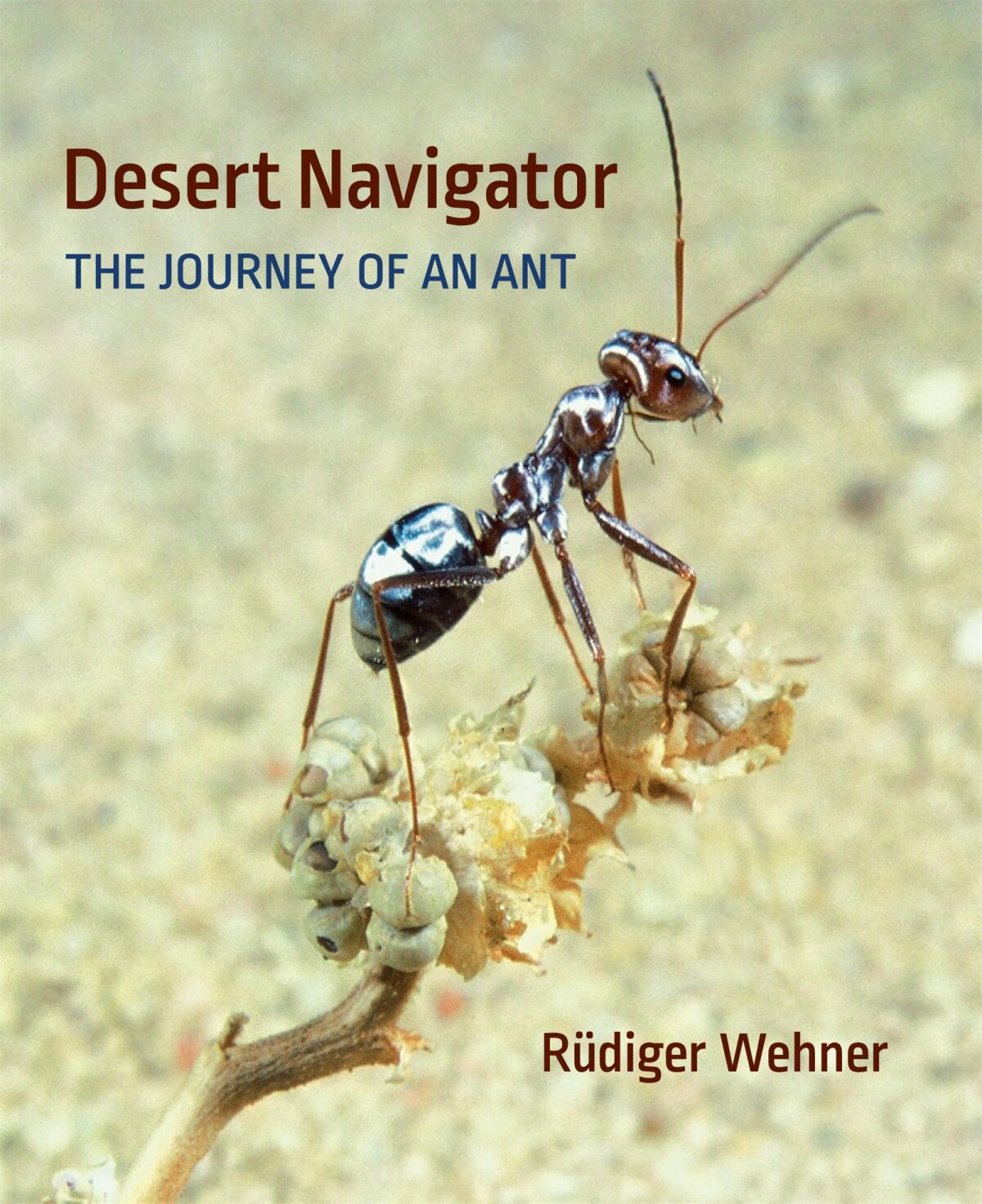 The Other Insect Societies — Harvard University Press