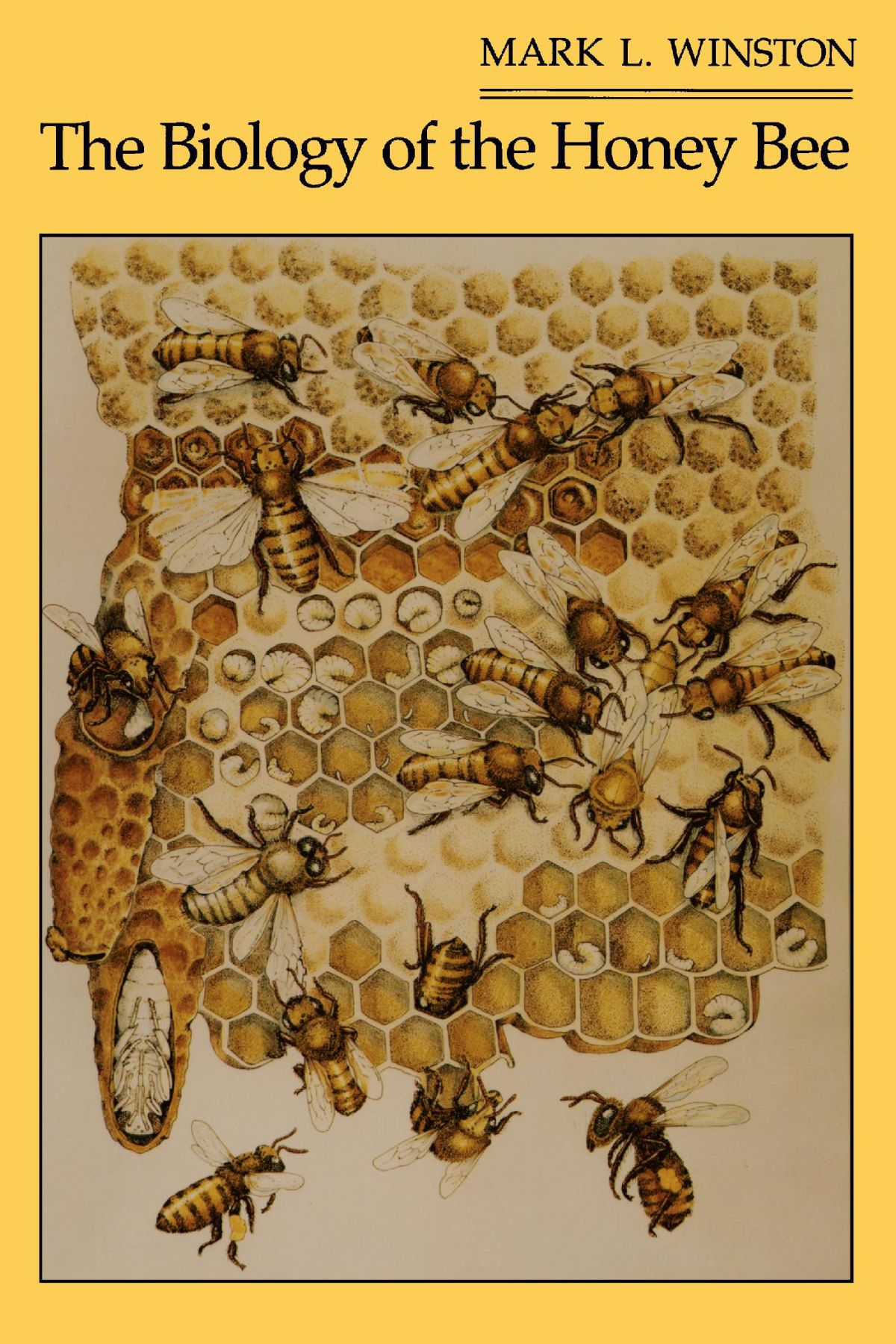 Bee Science The Biology of the Honey Bee — Harvard University Press